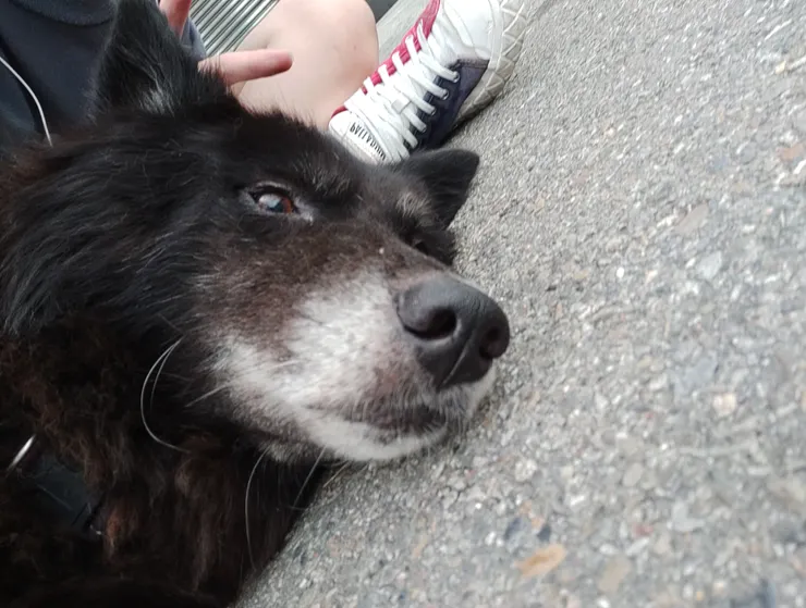 他超級乖，還給我翻肚肚