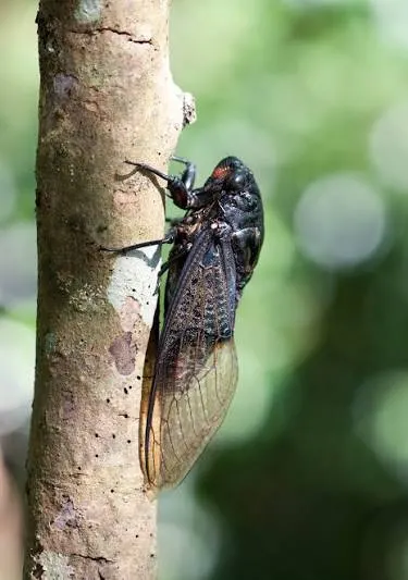 台灣熊蟬(Google 圖片)
