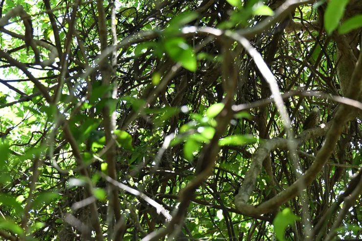 看到嗎？照片由朋友提供）