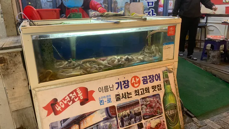 盲鰻都還在水族箱內。