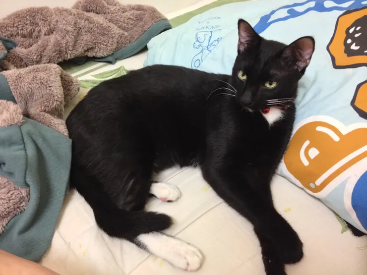 近午夜自動跳上床的小黑,但那霸氣外露的眼神散發著,未經許可別想隨便吸我撸我。