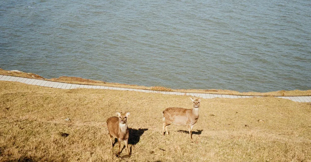 雪粒是飯粒的粒