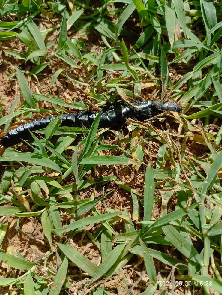 岩下蜈蚣自拍攝