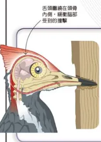 Image credits：國家地理雜誌