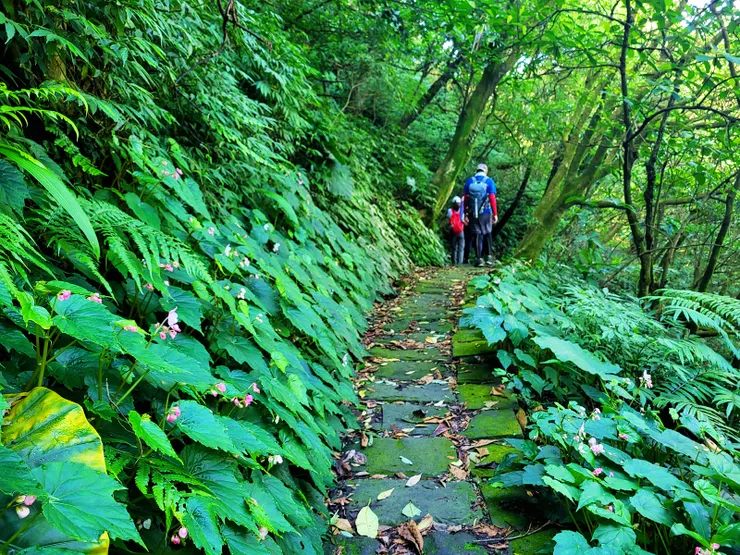一大片的水腳鴨秋海棠（台灣原生的秋海棠屬植物）