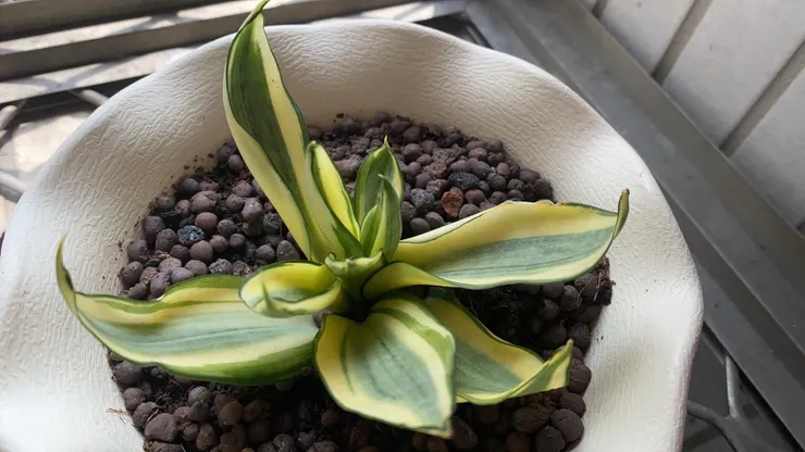 換土之後的虎尾蘭,這樣是有活起來吧!