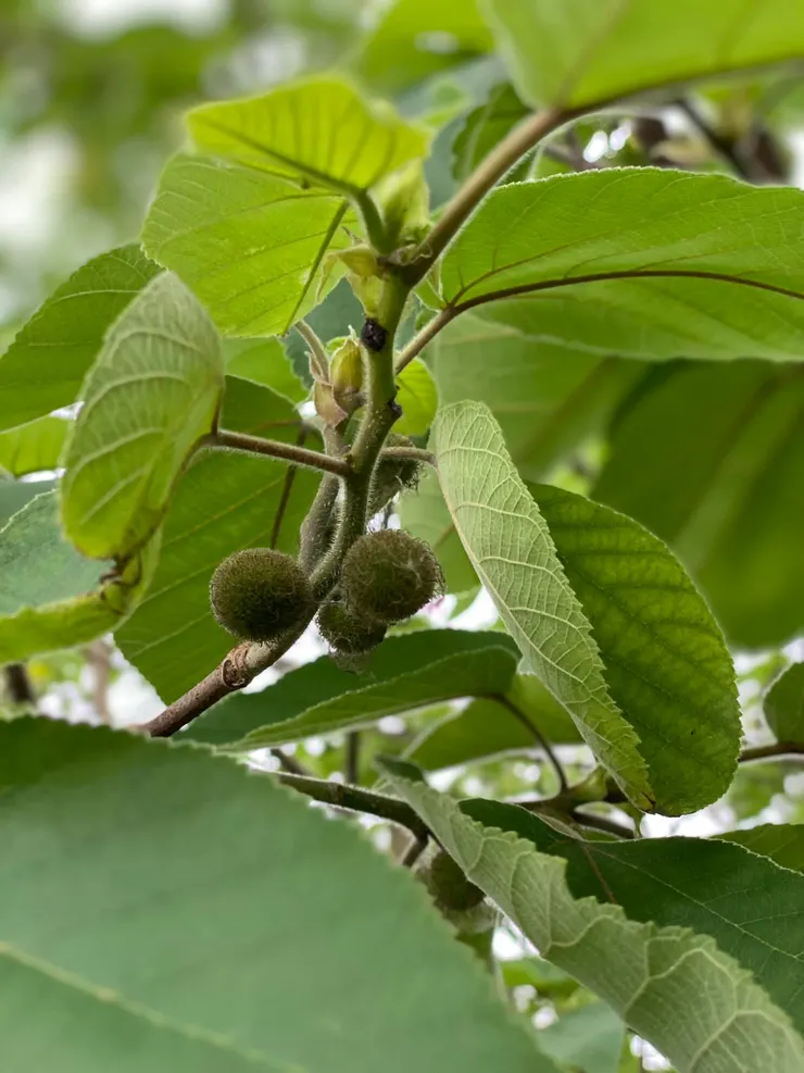 構樹，又稱鈔票樹、鹿仔樹，為臺灣本土的先驅植物