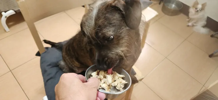 事實證明，家裡的狗狗們還有貓都很喜歡啊！