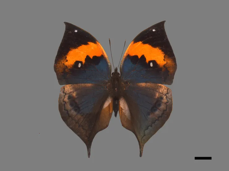 枯葉蝶 Kallima inachus formosana,典藏者:林業試驗所昆蟲標本館。