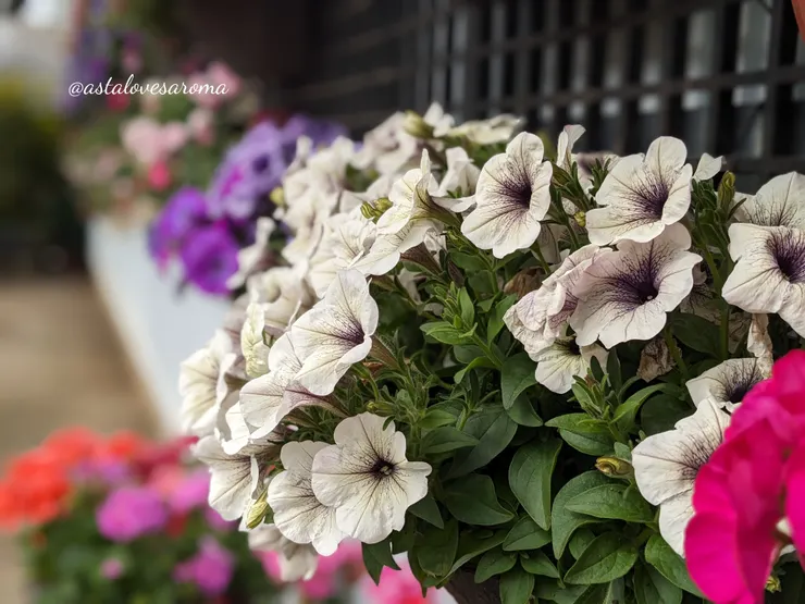 矮牽牛【加百列】