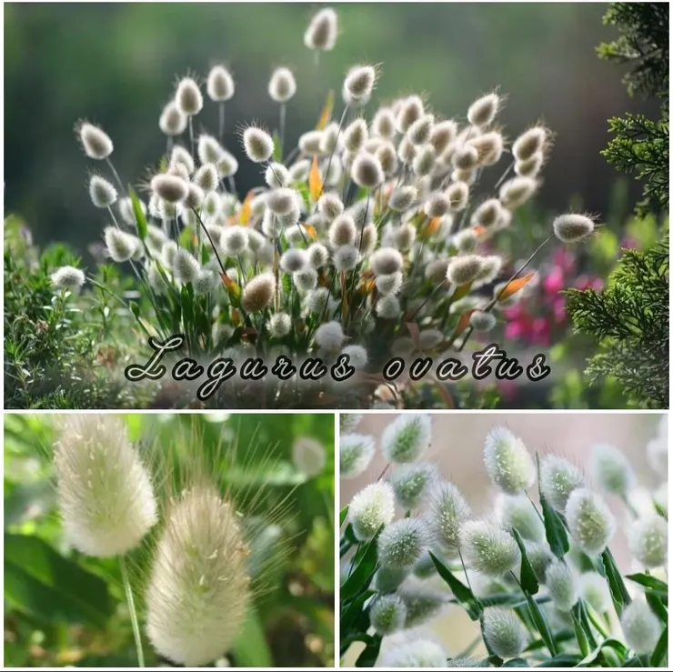 兔尾草(Lagurus ovatus)