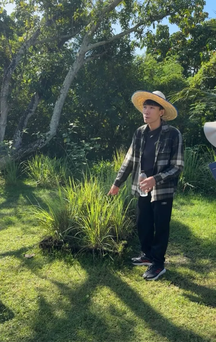 香茅本茅長這樣