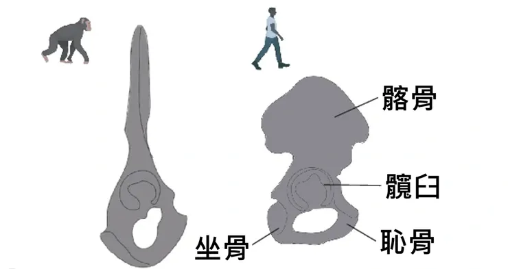 人類與猩猩的骨盆。圖片擷取自Nature。