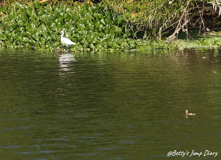 ▲新竹峨眉湖遊艇遊湖碼頭/圖片來源:Betty's Jump Diary