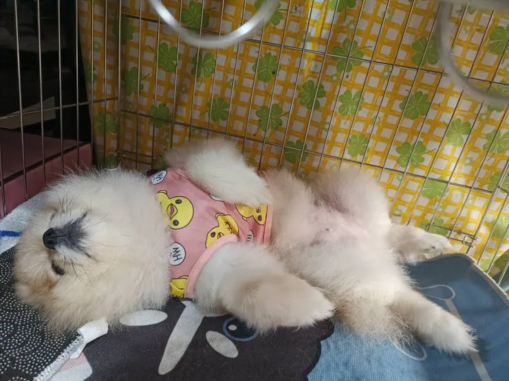 示範生無可戀：😮‍💨（我為什麼要經歷這一切）