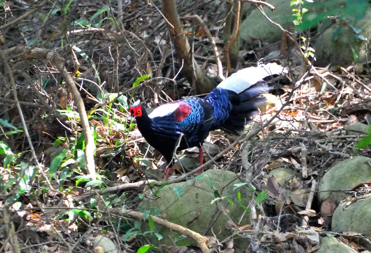 【共享每一個白天黑夜與這片山林 ，途中交會但覺人與物相親無猜嫌！藍腹鷴】