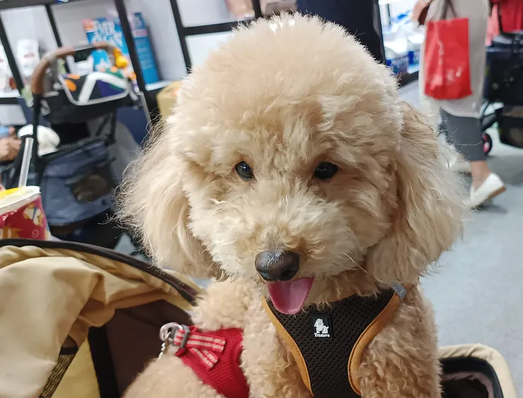 狗狗亂叫暴衝及反應過度跟皮質醇有關....