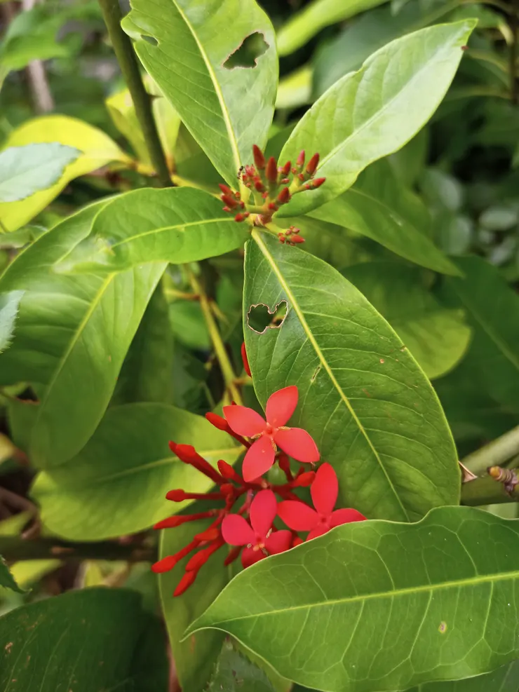 為了拍這張，手被旁邊的刺給扎了一下