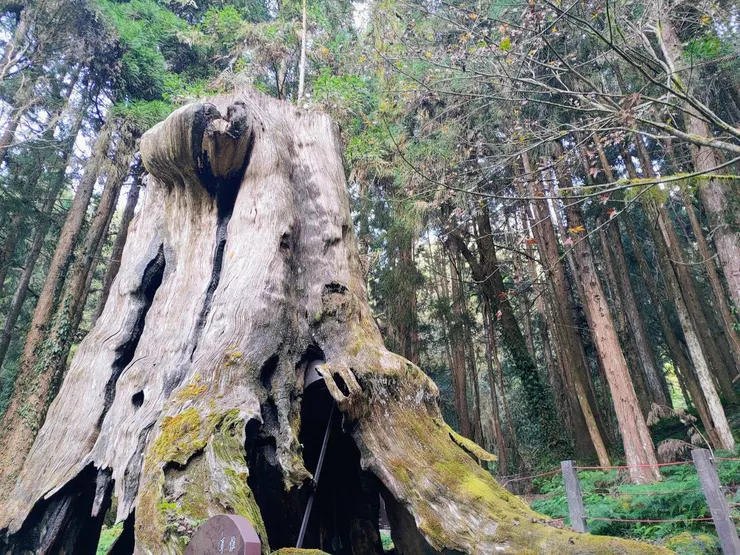 杉林溪十景之一：千古紅檜