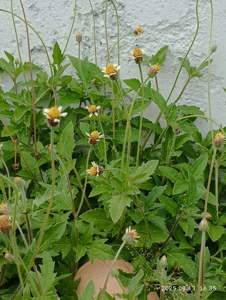 長柄菊，自拍攝