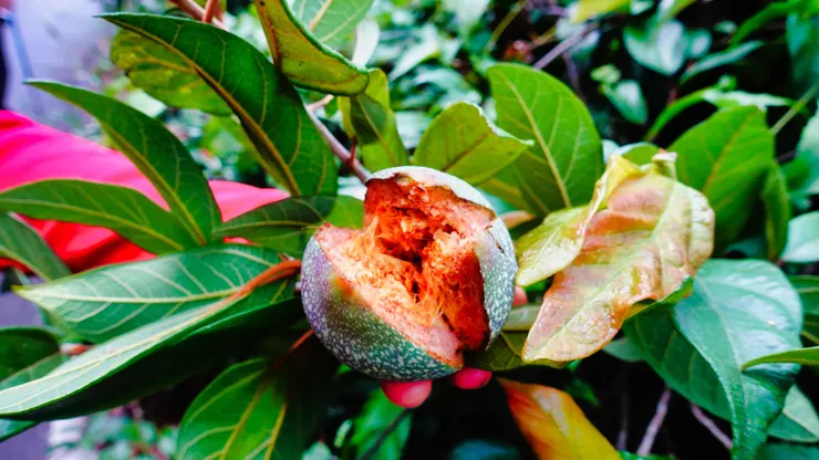 愛玉~爆果(成熟了)