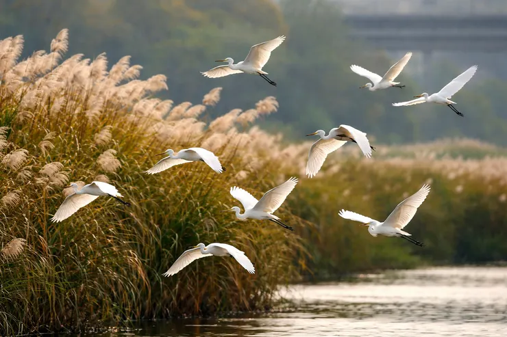 示意圖。圖片由AI生成