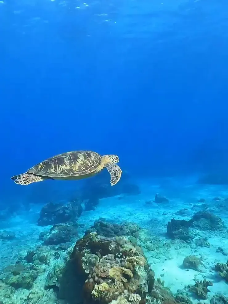 超近海龜╰(*°▽°*)╯