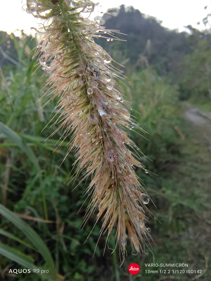 雨後的象草穗(SHARP AQUOS R9 pro,13mm微距)