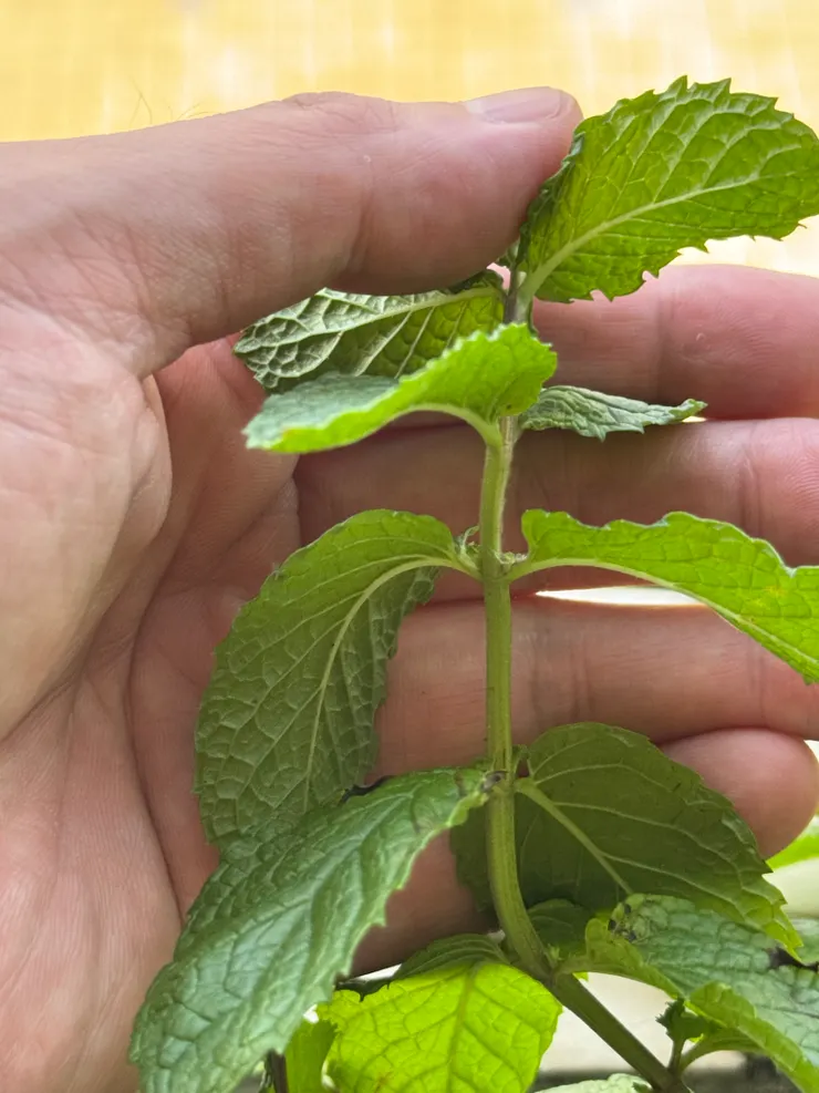 薄荷的葉片葉序是對生的