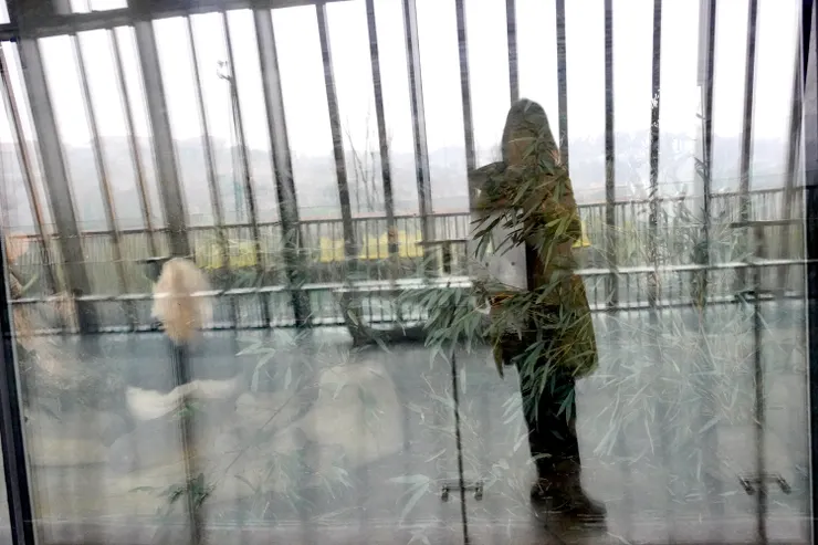 隔著玻璃只能照到我的鏡中影和熊熊的模糊身影