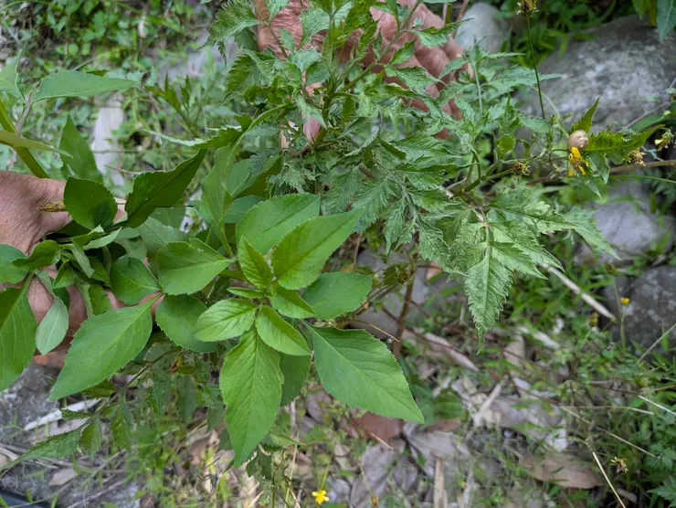 左為大花咸豐草，右為鬼針。