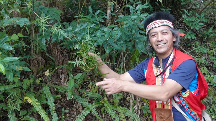 海金沙跟跟恐龍同一個時代的蕨類, 揉成團狀可當菜瓜布的替代品