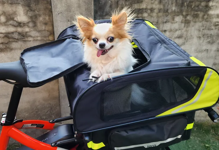 咻吉也是很開心,但是吉娃娃永遠不知道在看那裡?