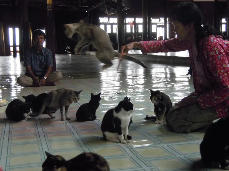 貓貓跳圈圈,有跳才有得吃