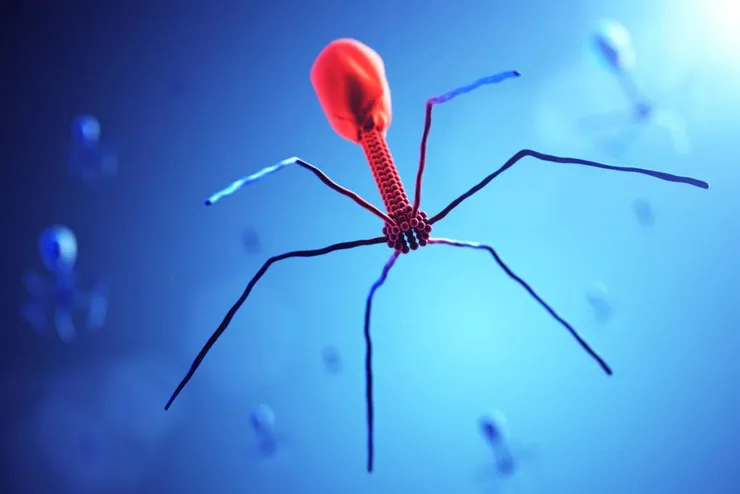 Bacteriophage