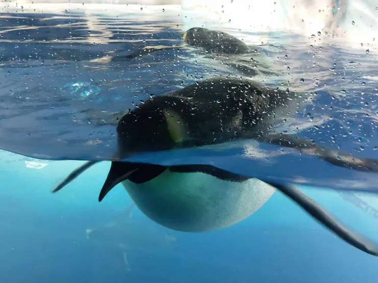 拍著翅膀的企鵝好可愛