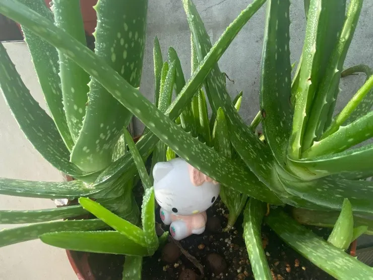 二個月後,也就是 2021/9月