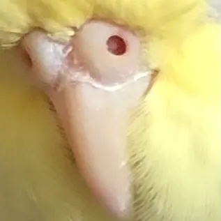 飛碟老陽's 文史茶樓