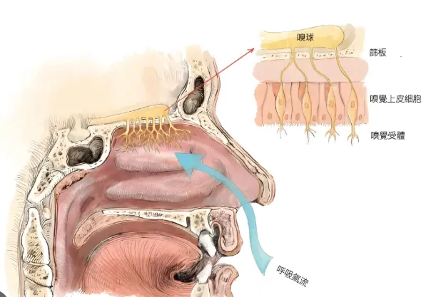 嗅覺途徑