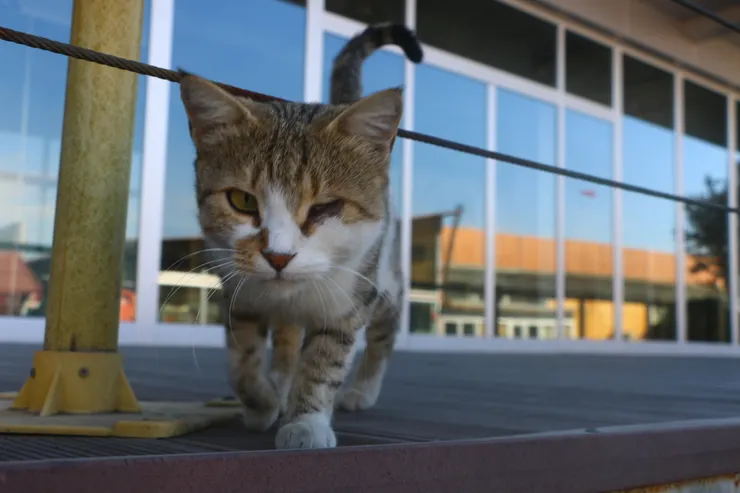 博物館外的貓  Kaymakli Underground City攝影於Cappadocia, Turkey 2023