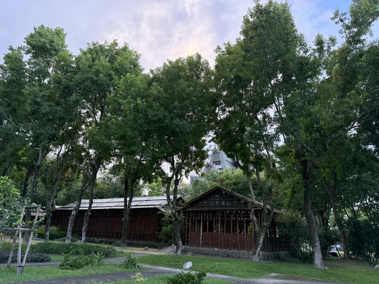 慈濟大學竹軒旁的楓香。圖片作者老葉。