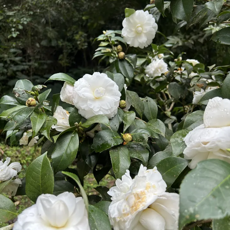 白色山茶花(學名: Camellia japonica)