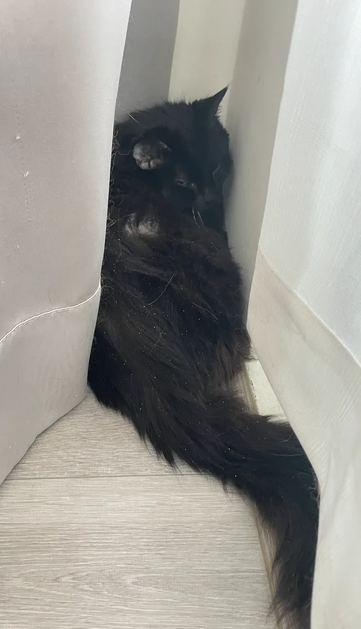 從醫院返家後，只肯找角落躲著。