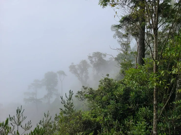 朦朧美