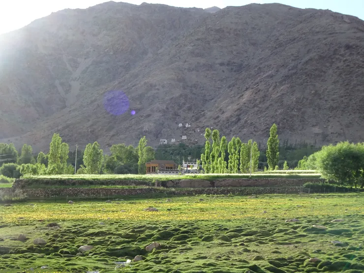 我在當地傳統生態廁所如廁時,方窗外就可以看見大片橘色花田