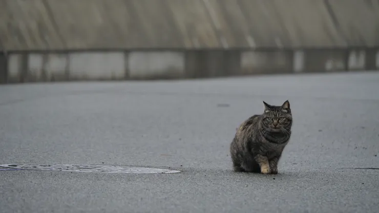 貓咪不怕人，也很親切，容許別人摸