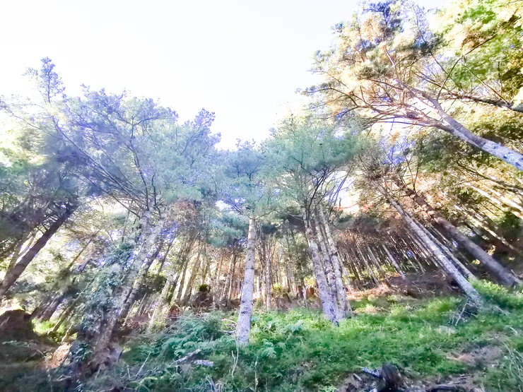 假掰的「造林復舊」：新長的人造林下，伏趴著遭人類斬首的殘軀，一路上稜，無差別全砍。