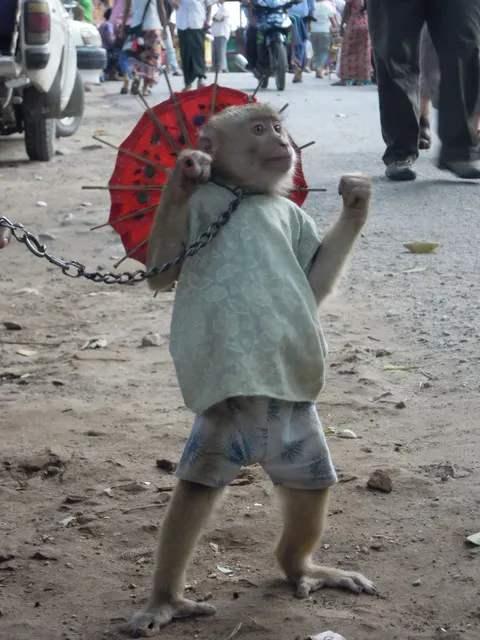 什麼東西都放頭上的小猴