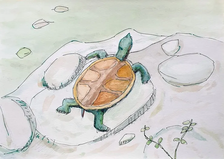 國父紀念館荷花池烏龜