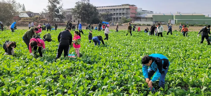 一家一個茄芷袋收穫晶瑩滿滿 回味兒時唱的歌喜聽童稚歡笑